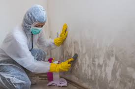 Mold Removal & Remediation